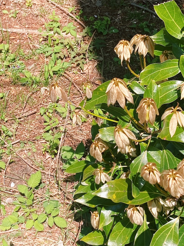 f:id:luomu1212171:20210408201942j:image