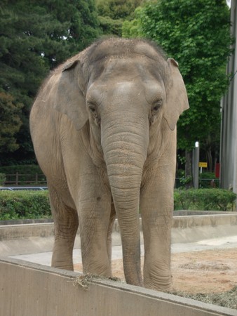 訃報 浜松市動物園のアジアゾウのミヨ どうでもいいけどとんがら日誌 Part 2