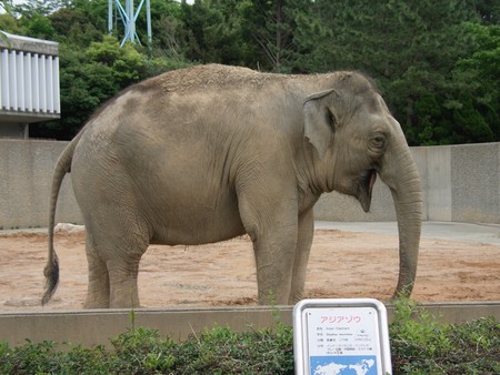 訃報 浜松市動物園のアジアゾウのミヨ どうでもいいけどとんがら日誌 Part 2