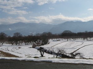 f:id:lupoGTI:20100109183629j:image