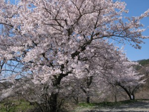 f:id:lupoGTI:20100425211724j:image