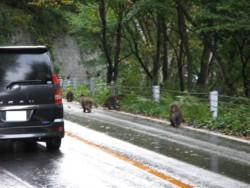 f:id:lupoGTI:20101011204949j:image