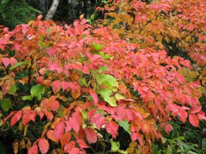 f:id:lupoGTI:20101011205753j:image