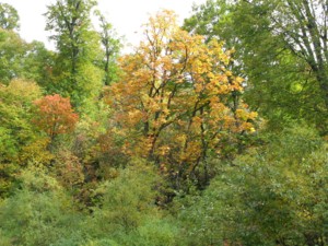 f:id:lupoGTI:20101011210808j:image