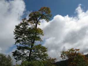 f:id:lupoGTI:20101011211410j:image