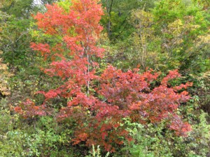 f:id:lupoGTI:20101011211432j:image