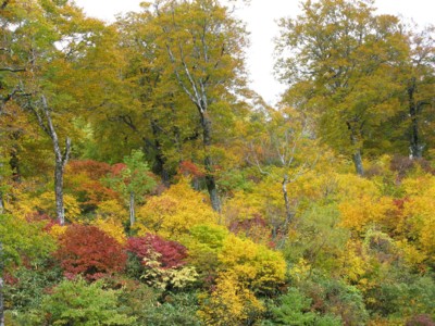 f:id:lupoGTI:20101011211645j:image