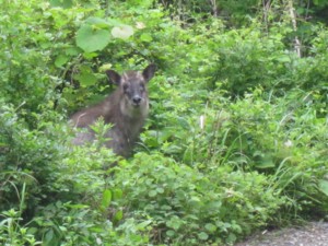 f:id:lupoGTI:20110619000606j:image