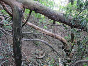 f:id:lupoGTI:20110910094051j:image