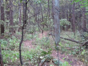 f:id:lupoGTI:20111103170834j:image