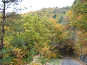 f:id:lupoGTI:20111103171626j:image