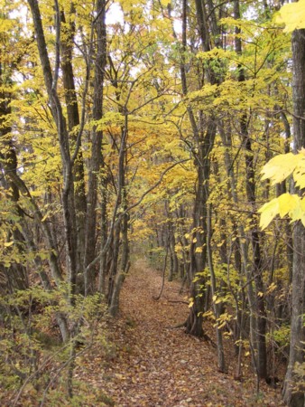 f:id:lupoGTI:20111103172324j:image