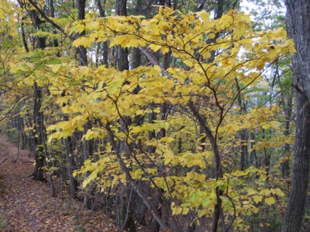 f:id:lupoGTI:20111103172330j:image