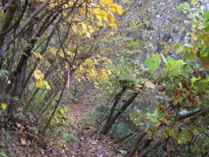 f:id:lupoGTI:20111103172336j:image