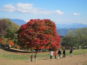 f:id:lupoGTI:20121103200337j:image