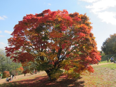 f:id:lupoGTI:20121103203007j:image