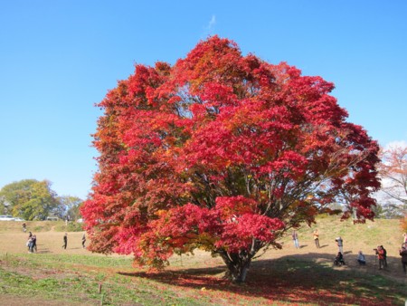 f:id:lupoGTI:20121103203017j:image