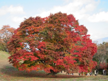 f:id:lupoGTI:20121103203028j:image