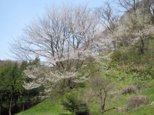 f:id:lupoGTI:20130420214742j:image