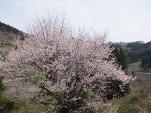 f:id:lupoGTI:20130420215026j:image