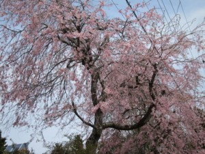f:id:lupoGTI:20130420215038j:image