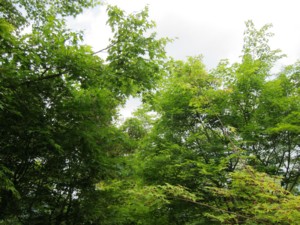 f:id:lupoGTI:20130608160449j:image f:id:lupoGTI:20130608160449j:image