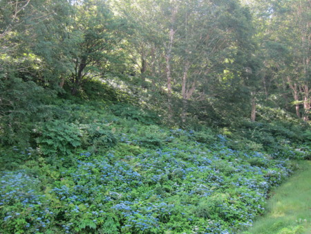 f:id:lupoGTI:20140802200733j:image