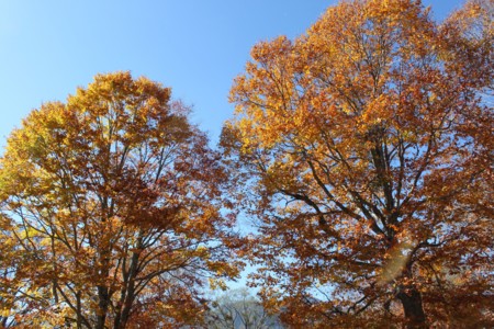 f:id:lupoGTI:20141019215413j:image