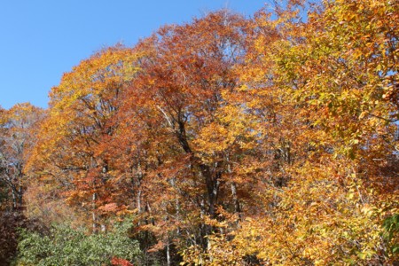 f:id:lupoGTI:20141019220047j:image