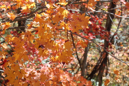 f:id:lupoGTI:20141019231736j:image