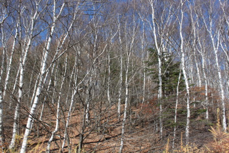 f:id:lupoGTI:20141103174529j:image