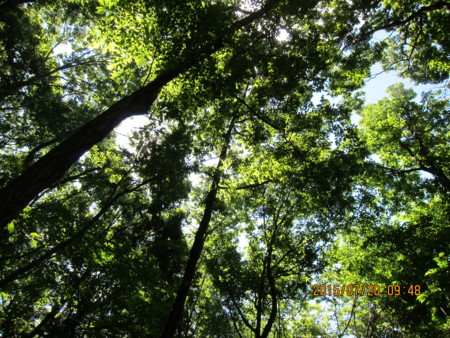 f:id:lupoGTI:20150720114455j:image