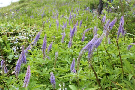 f:id:lupoGTI:20150812155140j:image