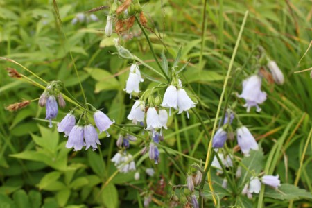 f:id:lupoGTI:20150812155202j:image