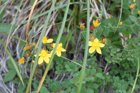 f:id:lupoGTI:20150812155451j:image