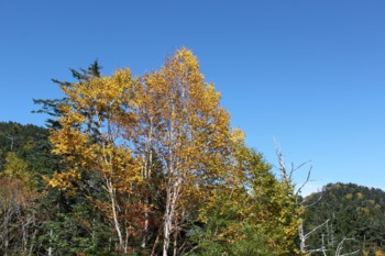 f:id:lupoGTI:20151003214102j:image