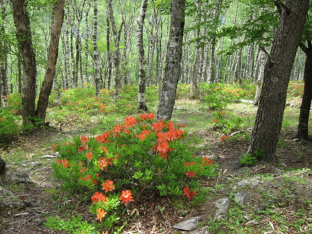 f:id:lupoGTI:20160611165905j:image