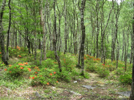 f:id:lupoGTI:20160611165920j:image