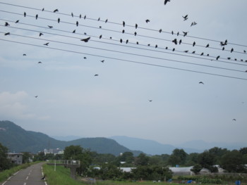 f:id:lupoGTI:20160917143632j:image