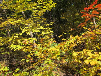 f:id:lupoGTI:20161103132417j:image