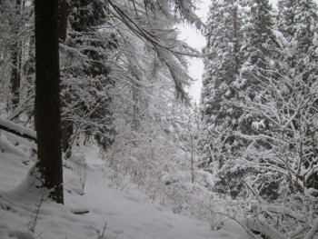 f:id:lupoGTI:20170114164425j:image