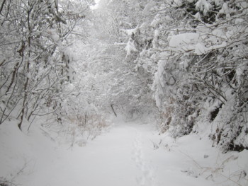 f:id:lupoGTI:20170114164513j:image