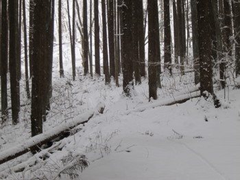 f:id:lupoGTI:20170114164846j:image