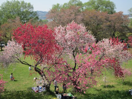 f:id:lupoGTI:20170430181538j:image