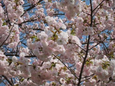 f:id:lupoGTI:20170430181557j:image