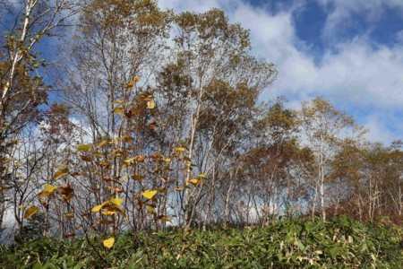 f:id:lupoGTI:20171009082805j:image