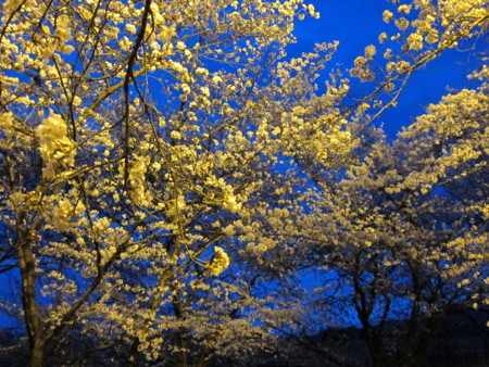 f:id:lupoGTI:20180405211501j:image