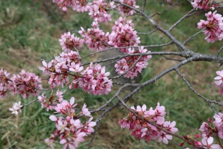 f:id:lupoGTI:20180407200752j:image