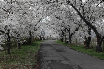 f:id:lupoGTI:20180407200823j:image