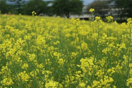 f:id:lupoGTI:20180504163942j:image